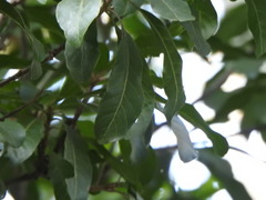 Planchonella pohlmaniana