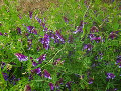 Vicia villosa image