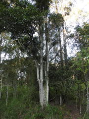 Planchonella pohlmaniana