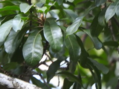 Planchonella pohlmaniana