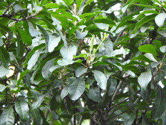 Planchonella pohlmaniana