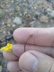 Goodenia dimorpha