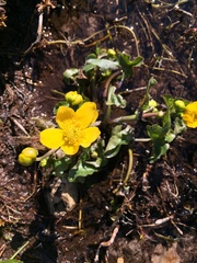 Caltha palustris palustris