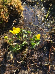 Caltha palustris palustris