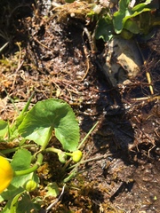 Caltha palustris palustris