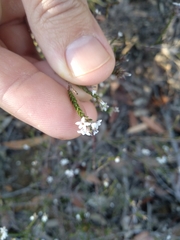 Leucopogon microphyllus