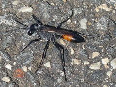 Podalonia tydei suspiciosa
