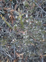Leucopogon microphyllus