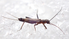 Allocapnia minima