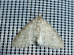 Trichopteryx carpinata