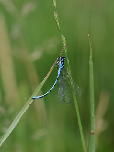 Ornate Bluet