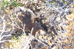 Notamacropus eugenii