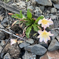 Lewisiopsis tweedyi, photograph (c) Mark Pollock, some rights reserved (CC BY)