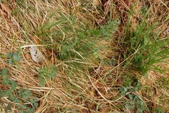 Silphiodaucus prutenicus