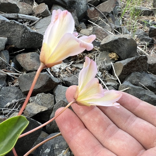 Lewisiopsis tweedyi, photograph 6