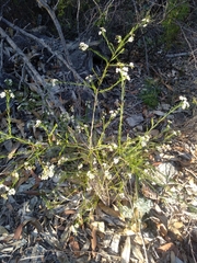 Platysace linearifolia