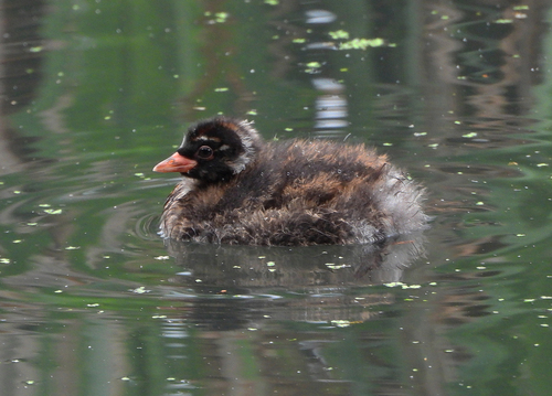 iNaturalist: (c) Paul Lewis, some rights reserved (CC BY-NC), uploaded by Paul Lewis iNaturalist image