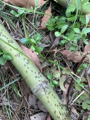Pristomyrmex punctatus
