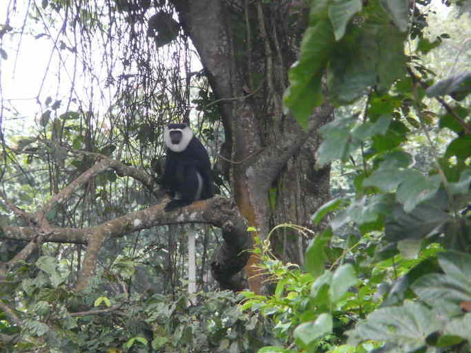 White-thighed Colobus