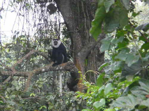 White-thighed Colobus