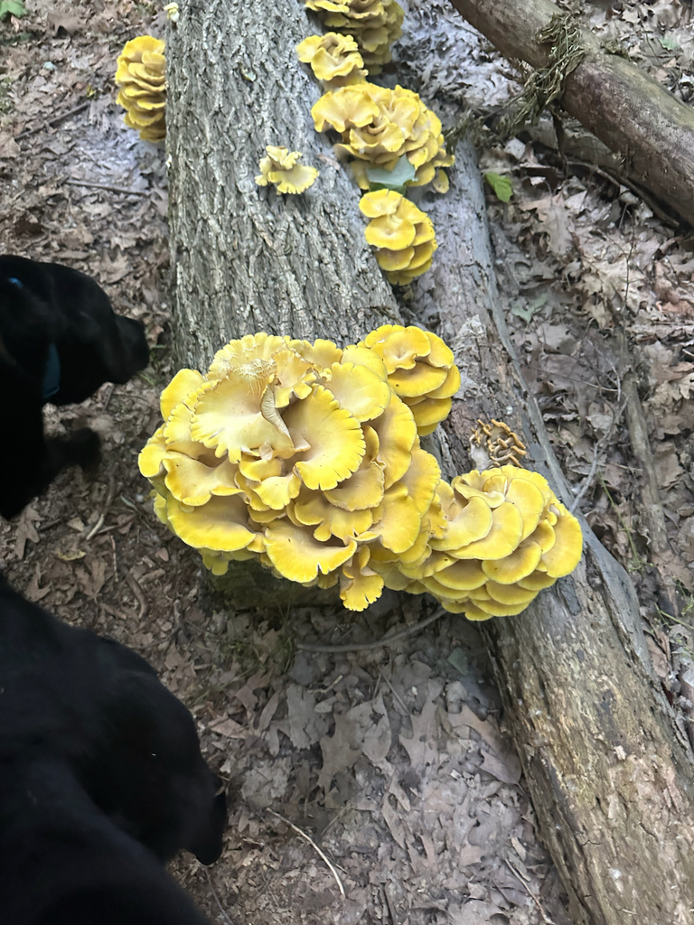 Golden Oyster Mushroom · June 2026 · photo: Photo: (c) jyoung2399, some rights reserved (CC BY) · iNaturalist