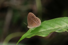 Mycalesis janardana
