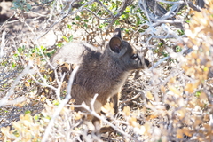 Notamacropus eugenii