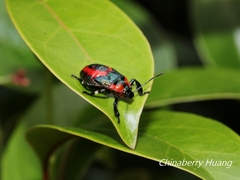 Eocanthecona concinna