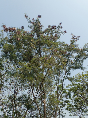 Leucaena leucocephala