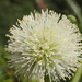 Leucaena leucocephala - Photo (c) 葉子, μερικά δικαιώματα διατηρούνται (CC BY-NC-ND)