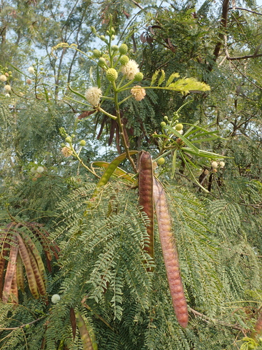 Leucaena leucocephala