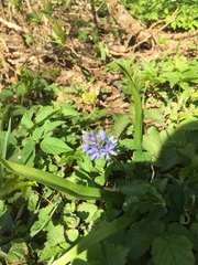 Scilla bifolia