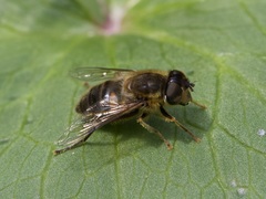 Eristalis pertinax