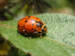 Harmonia octomaculata