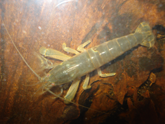 Blue Wood Shrimp