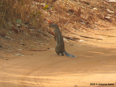 Euxerus erythropus