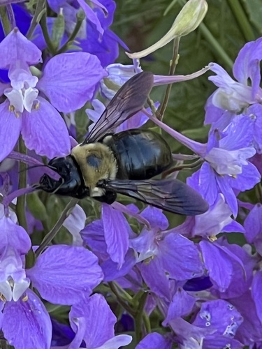 Abeja carpintera oriental