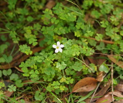 Oxalis incarnata