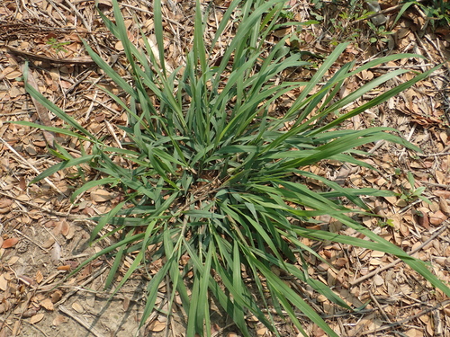 Guinea Grass