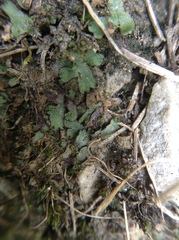 Mannia triandra