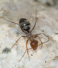 Endiodioctes