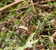 Heteronympha banksii