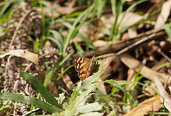 Heteronympha banksii