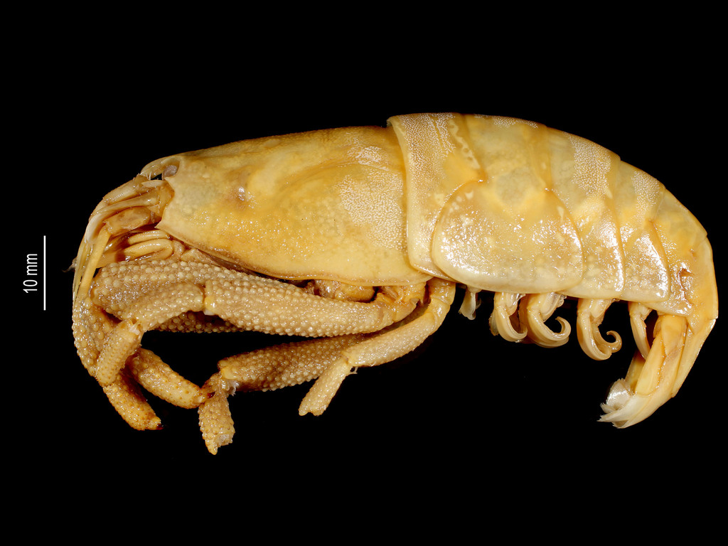 basket shrimp