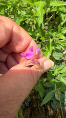 Lespedeza texana, photograph (c) IDClaire, some rights reserved (CC BY)