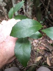 Elaeocarpus obovatus