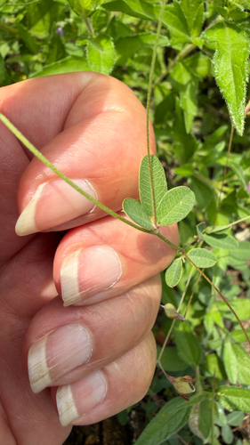 Lespedeza texana, photograph 2