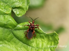 Ectrychotes comottoi