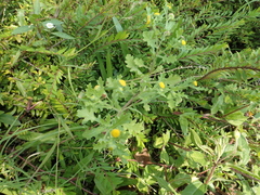 Grangea maderaspatana