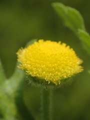 Grangea maderaspatana